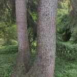 Picea asperata Bark