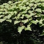 Tilia x europaea Blad