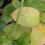 Vaccinium angustifolium Leaf