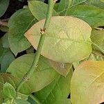 Vaccinium angustifolium Folha