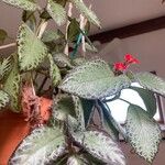 Episcia cupreata عادت