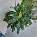 Aglaonema nitidumপাতা