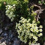 Saxifraga muscoides Fula