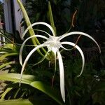 Hymenocallis speciosa Flor