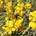 Senna pachyrrhiza Flower