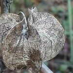 Nicandra physalodes Frucht