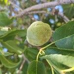 Prunus dulcis Hedelmä