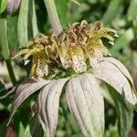 Monarda punctata Flower