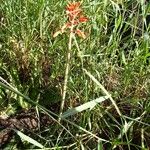 Aloe amudatensis 整株植物