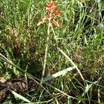 Aloe amudatensis Hábito