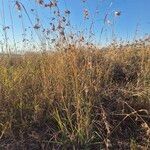 Themeda triandra Libunga