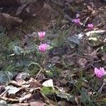 Cyclamen coum आदत