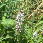 Stachys palustrisFlower