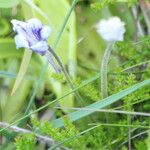 Pinguicula grandiflora Flor