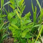Sium latifolium Hoja