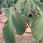 Tabebuia roseoalba Blatt