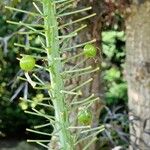 Eremurus robustus Fruit