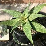 Aloe maculata Yaprak