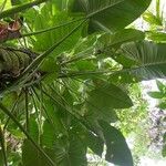 Syngonium schottianum Other