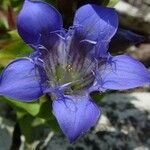 Gentiana septemfida Цветок