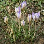 Crocus imperati Хабит