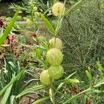 Gomphocarpus physocarpus Fruit