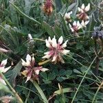 Trifolium occidentale Floare