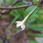 Elaeagnus multiflora 花