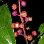 Miconia gracilis Fruto