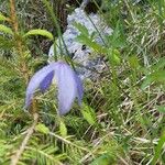 Clematis alpina Blüte