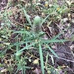 Trifolium angustifolium Blad