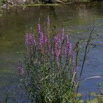 Lythrum salicaria Alkat (teljes növény)