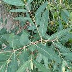 Apocynum cannabinum Frunză