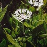 Centaurea montana Λουλούδι