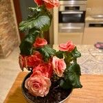 Begonia tuberhybrida Flower