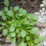 Sedum fragrans Vekstform