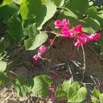 Antigonon leptopusBlad