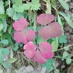 Aquilegia vulgarisLeaf