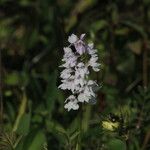 Dactylorhiza maculata Blüte