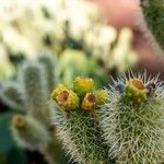 Cylindropuntia bigelovii 花