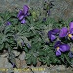 Viola diversifolia Vivejo