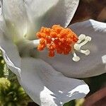 Hibiscus flavifolius മറ്റ്