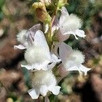 Linaria nivea Žiedas