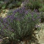 Salvia dorrii Habit