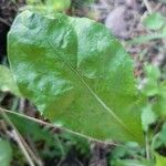 Plumbago zeylanica পাতা