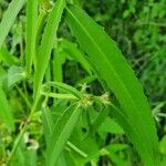 Euphorbia crotonoides Hostoa