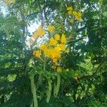 Caesalpinia pulcherrimaFlower