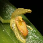 Pleurothallis discoidea Blomma