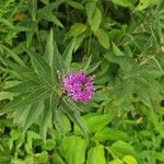 Vernonia fasciculata Flor