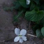 Viola blanda Fiore